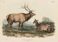AUDUBON, John James (1785-1851). Pair of lithographs with hand-coloring from Quadrupeds of America , J. T. Bowen , on wove paper, comprising: