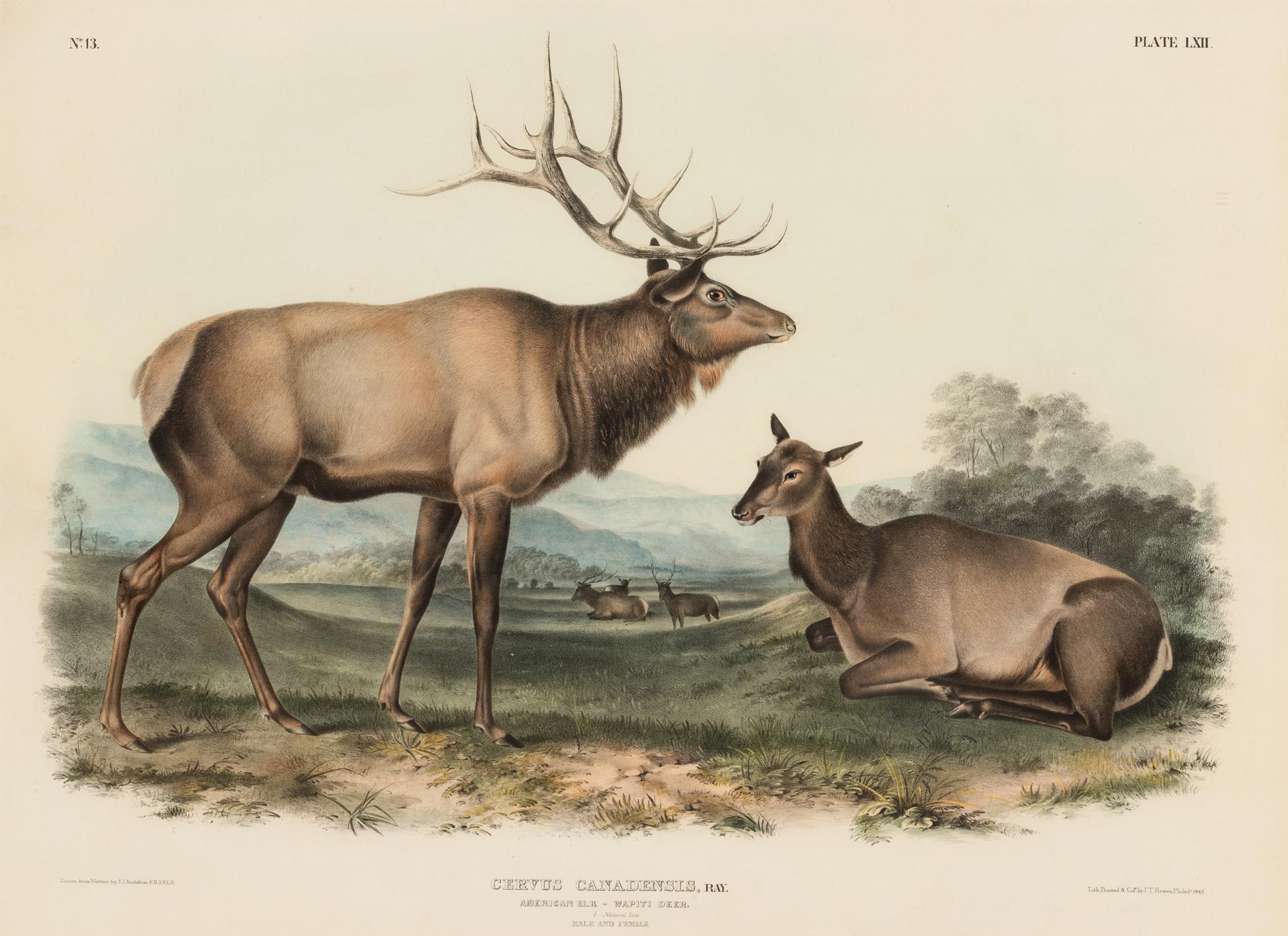 AUDUBON, John James (1785-1851). Pair of lithographs with hand-coloring from Quadrupeds of America , J. T. Bowen , on wove paper, comprising:
