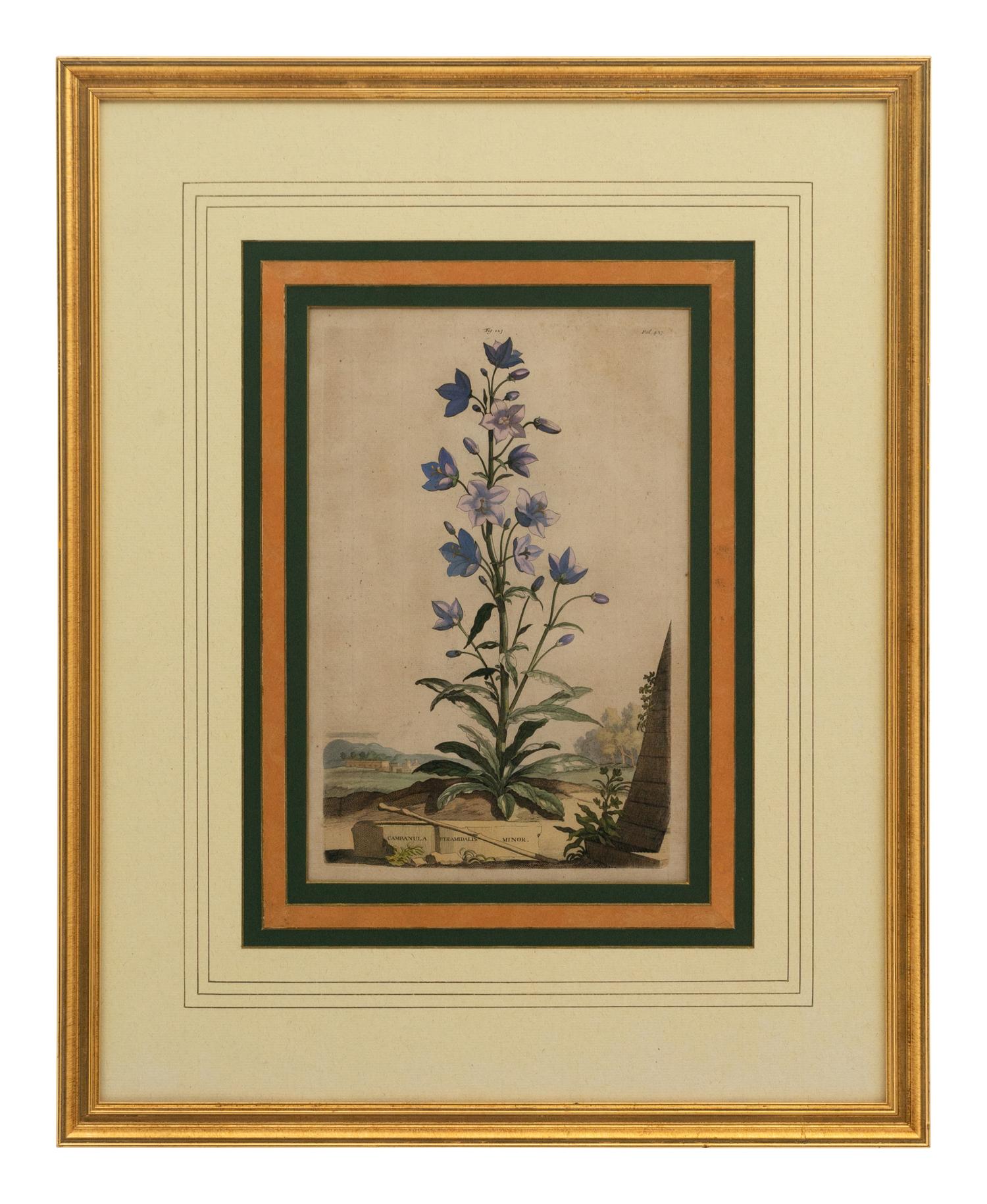 A Collection of Ten Abraham Munting Botanical Engravings from Naauwkeurige Beschryving Der Aardgewassen (1696)