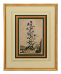 A Collection of Ten Abraham Munting Botanical Engravings from Naauwkeurige Beschryving Der Aardgewassen (1696)