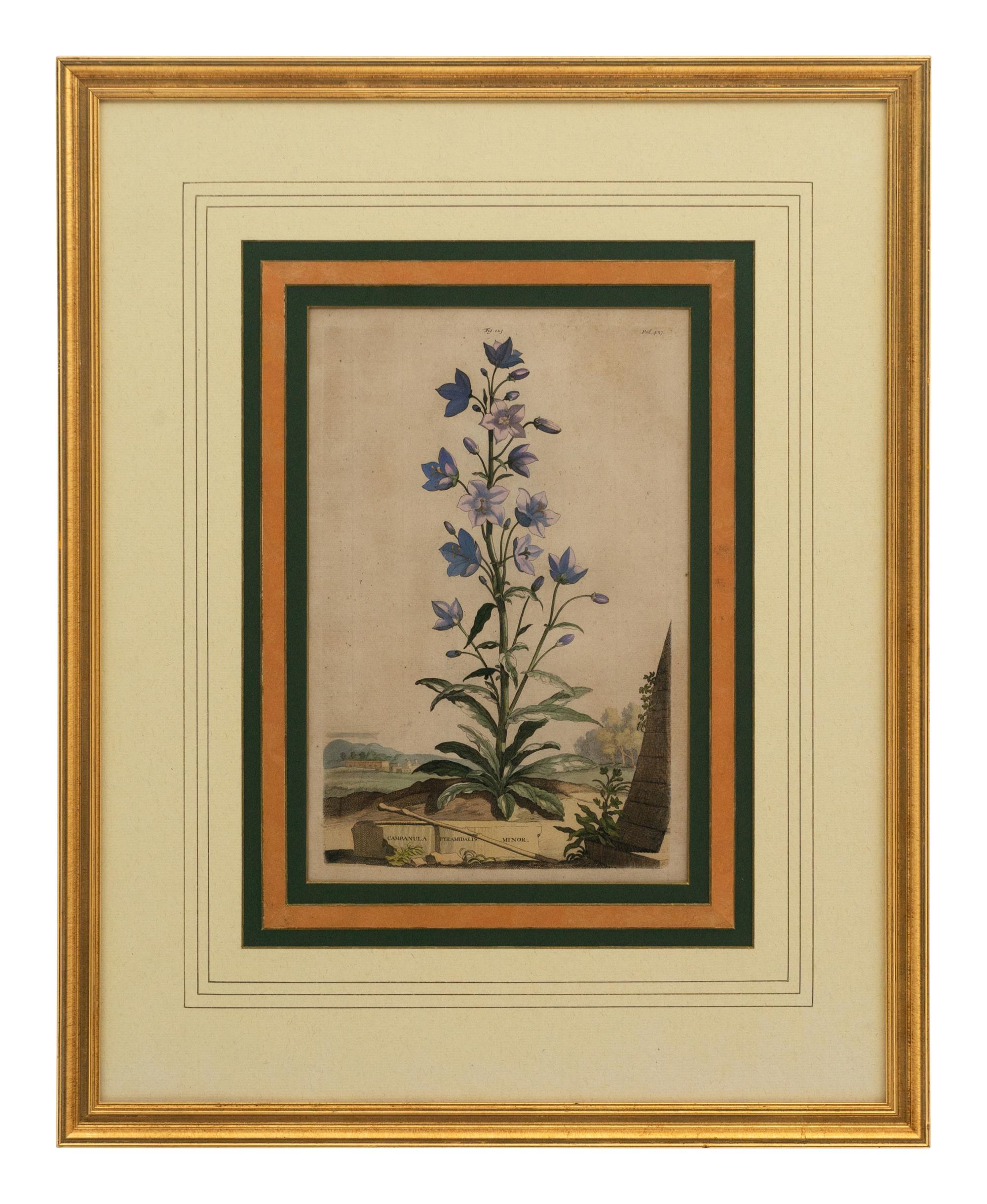 A Collection of Ten Abraham Munting Botanical Engravings from Naauwkeurige Beschryving Der Aardgewassen (1696)