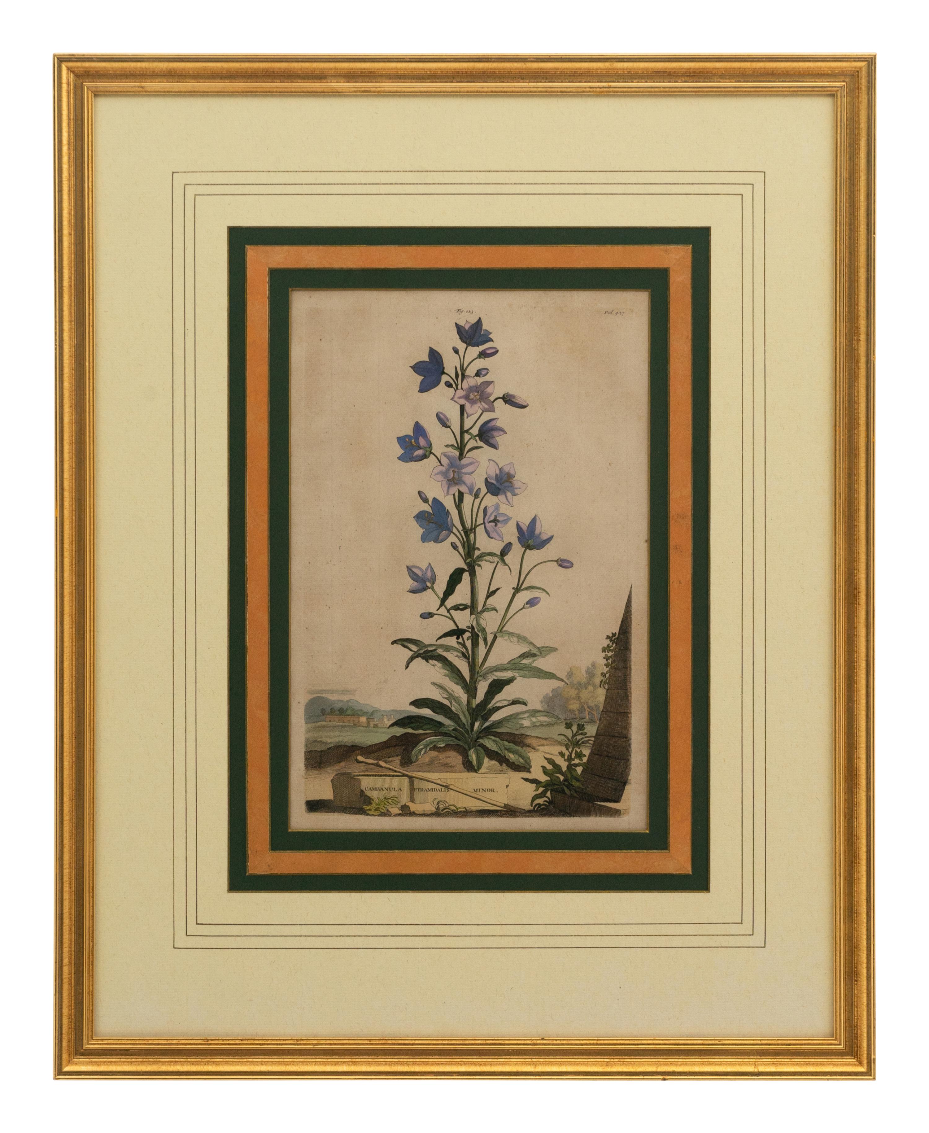 A Collection of Ten Abraham Munting Botanical Engravings from Naauwkeurige Beschryving Der Aardgewassen (1696)