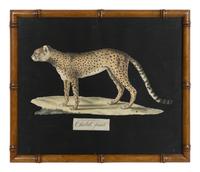 A Collection of Four Large Cat Prints