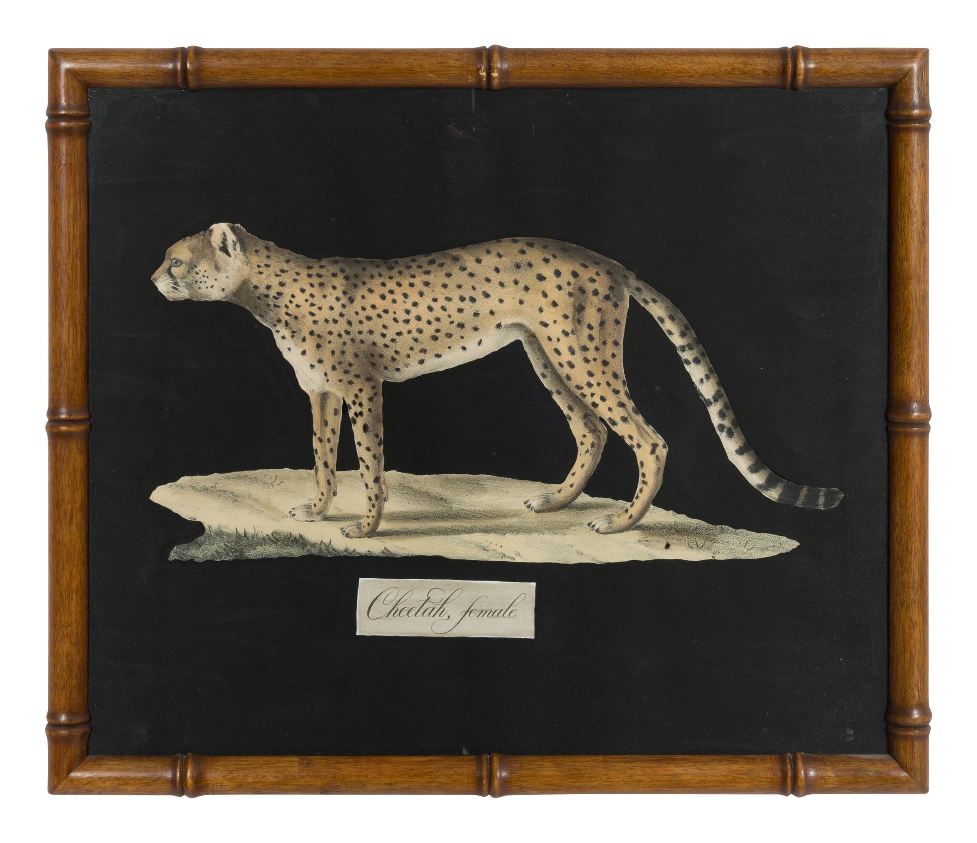 A Collection of Four Large Cat Prints