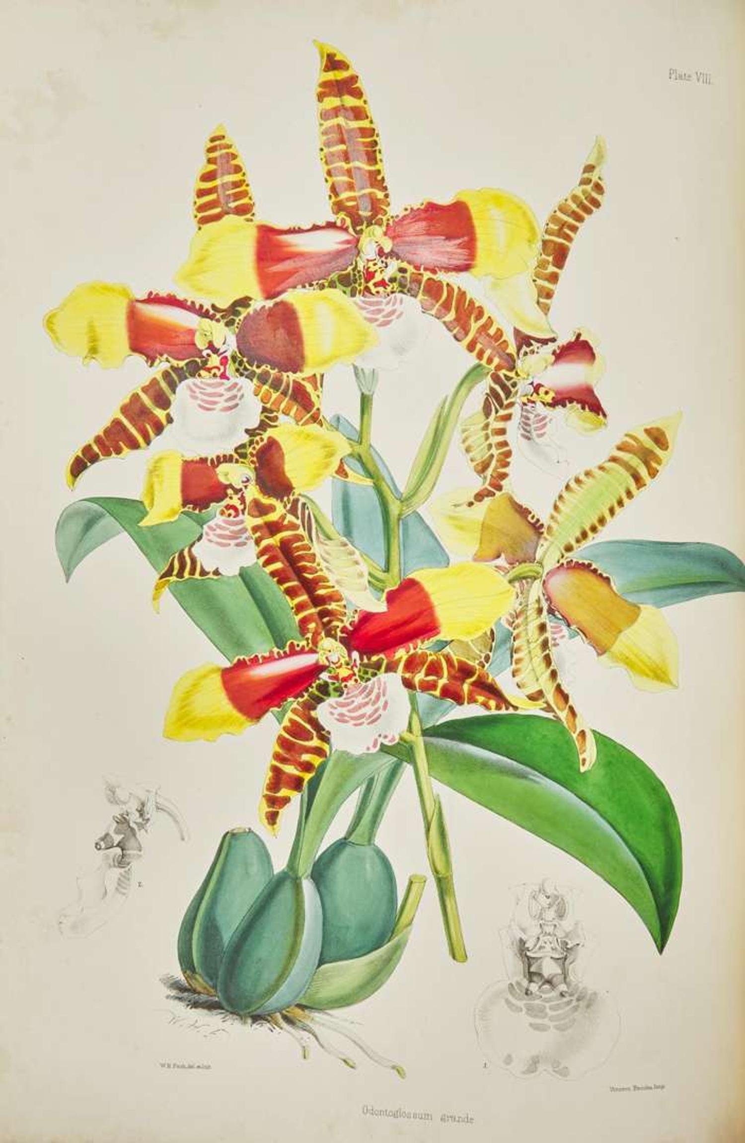 [Color-Plate Books] Bateman, James: A Monograph of the Odontoglossum