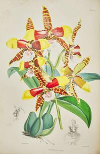 [Color-Plate Books] Bateman, James: A Monograph of the Odontoglossum