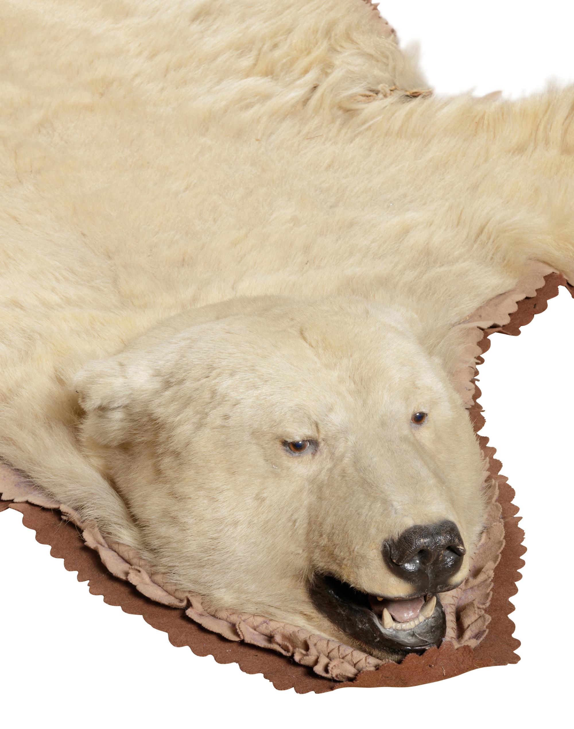 A Taxidermy Polar Bear Rug