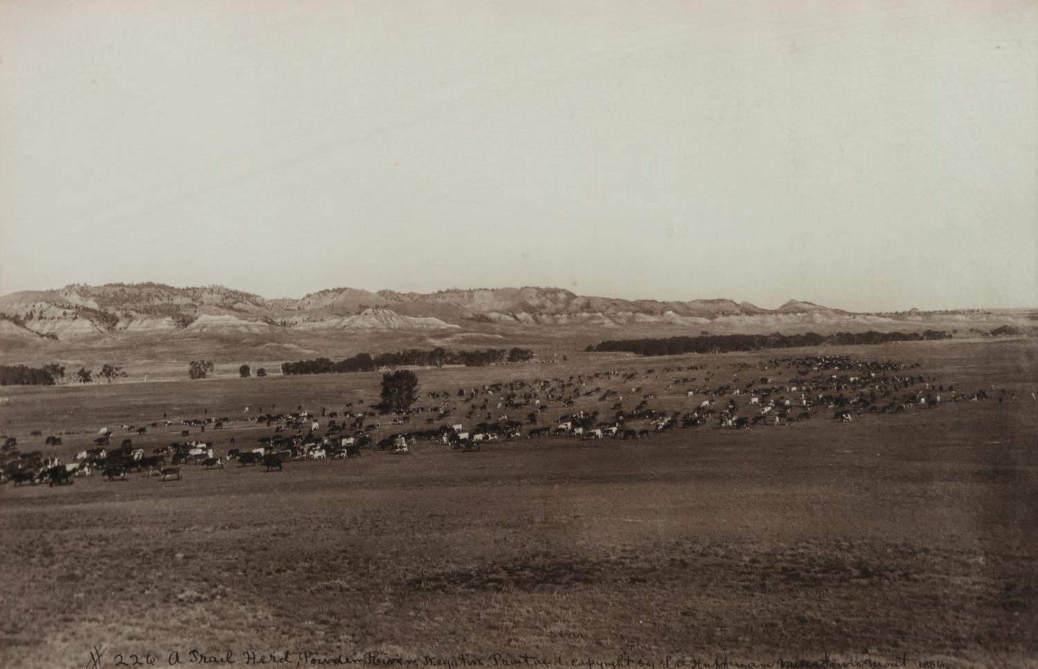 Group of Three Photographs