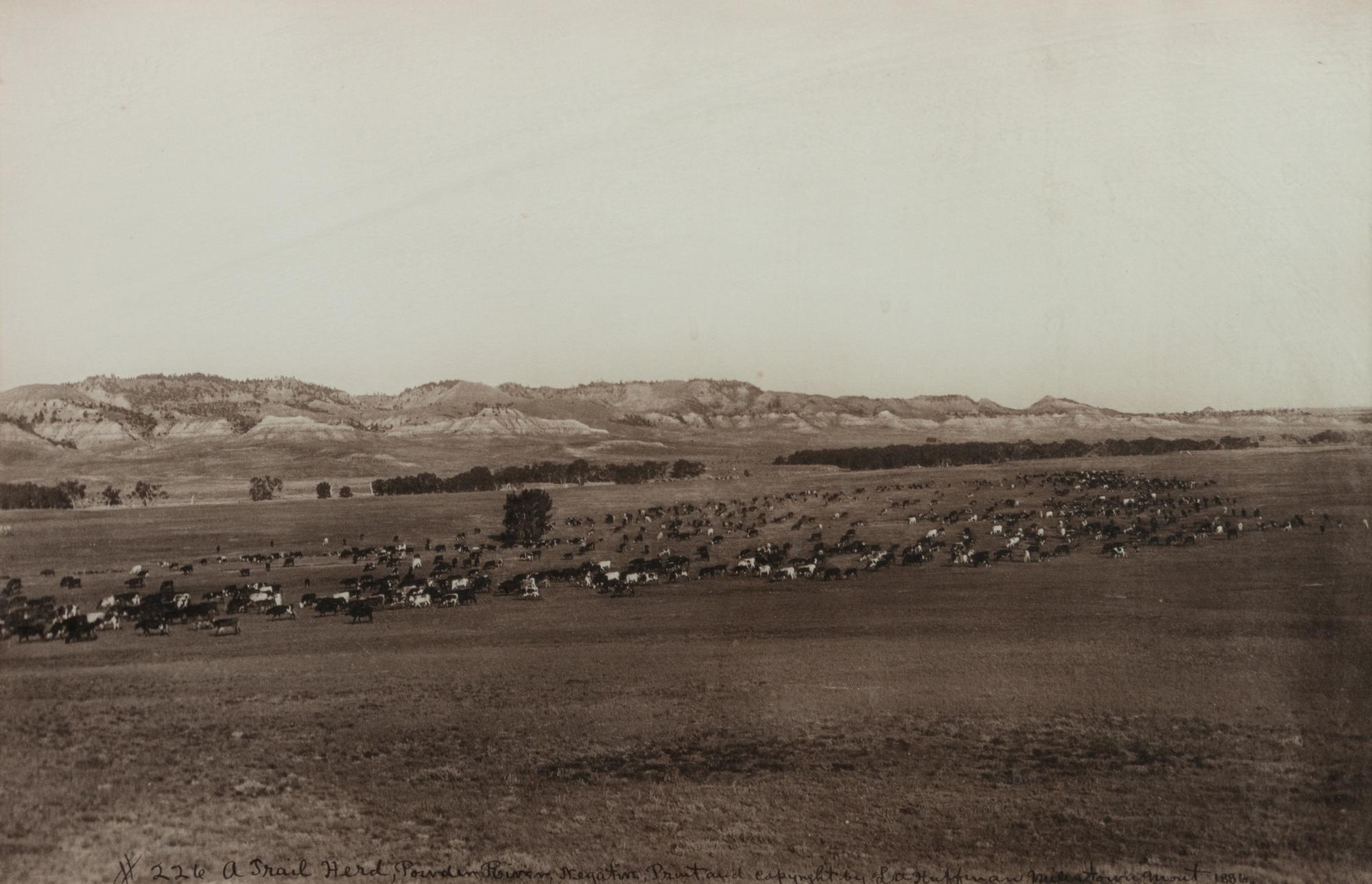 Group of Three Photographs