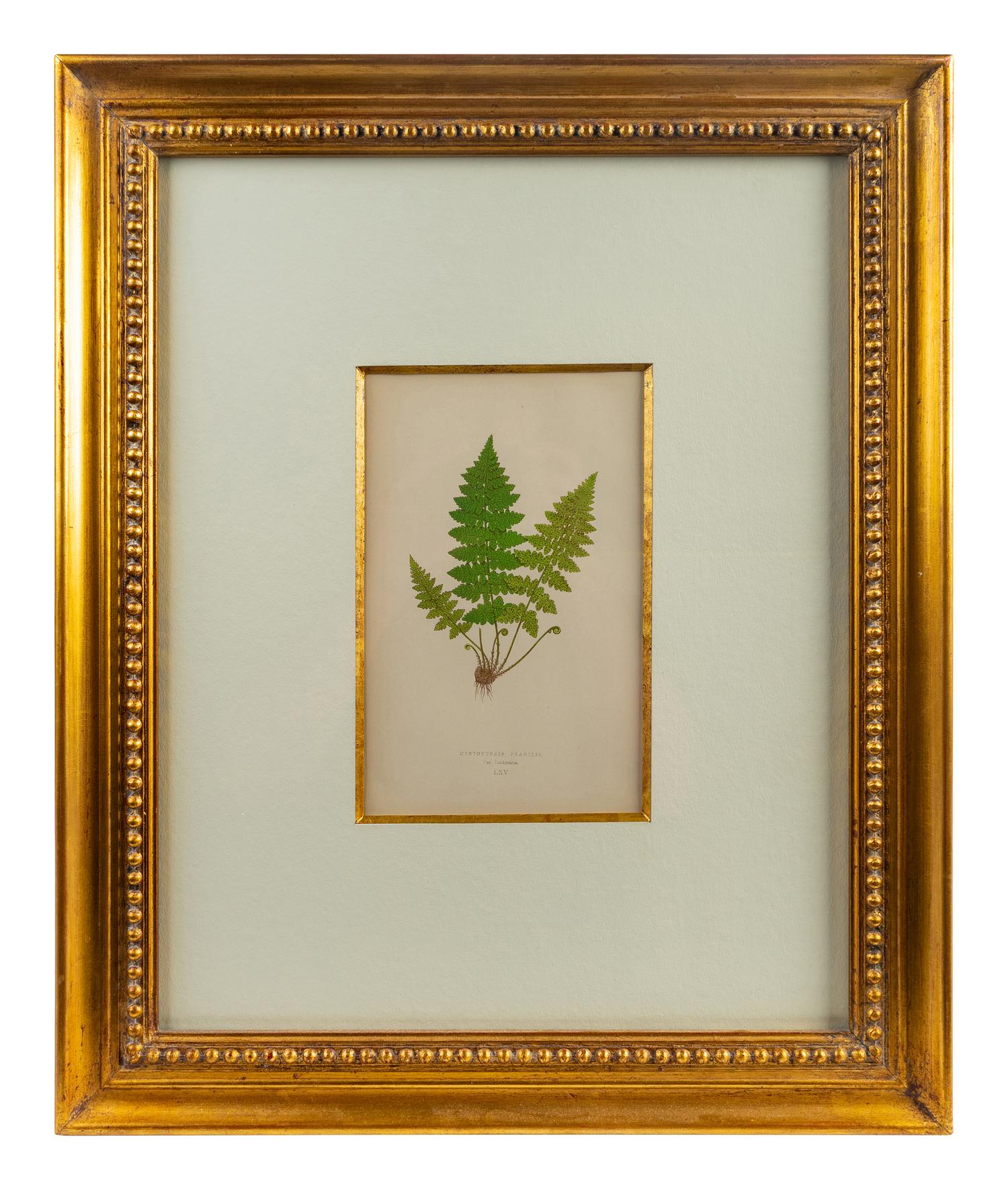 A Group of Eight Fern Botanical Engravings After Thomas Moore — EARLY 20TH CENTURY