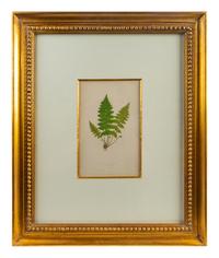 A Group of Eight Fern Botanical Engravings After Thomas Moore — EARLY 20TH CENTURY