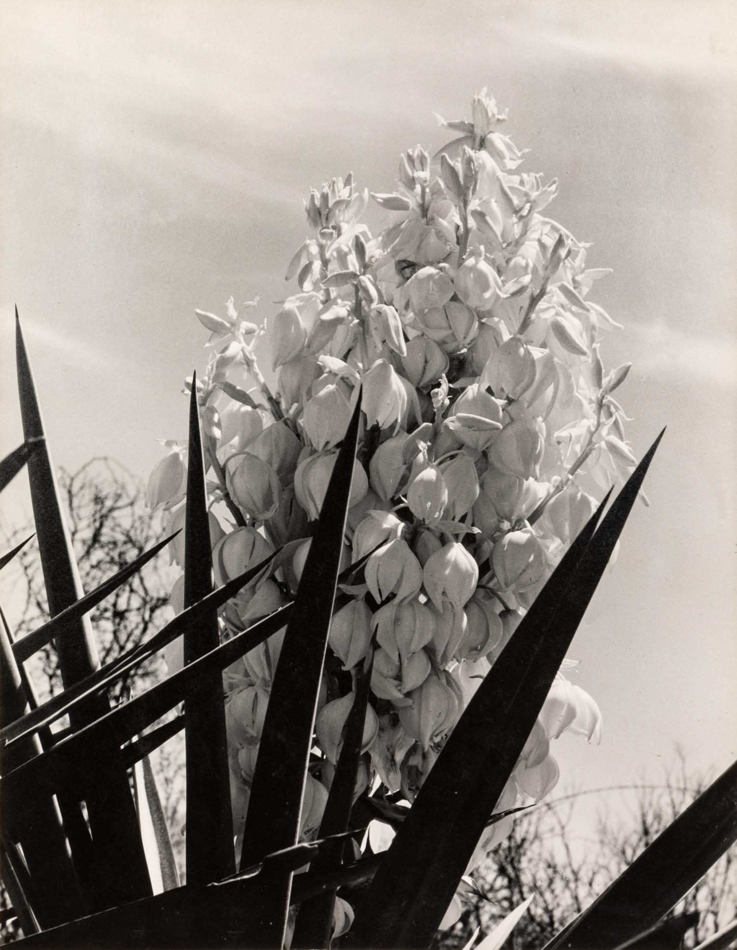 Laura Gilpin (1891-1979) Santa Elena Canyon, Big Bend National Park, Texas, 1946; and Untitled (Flowering Adams Needle Yucca,) nd