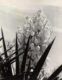 Laura Gilpin (1891-1979) Santa Elena Canyon, Big Bend National Park, Texas, 1946; and Untitled (Flowering Adams Needle Yucca,) nd