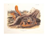 Southart Parkway's Limited Edition Facsimiles from Viviparous Quadrupeds of North America; Set Two: Audubon Mammals of the Southeast
