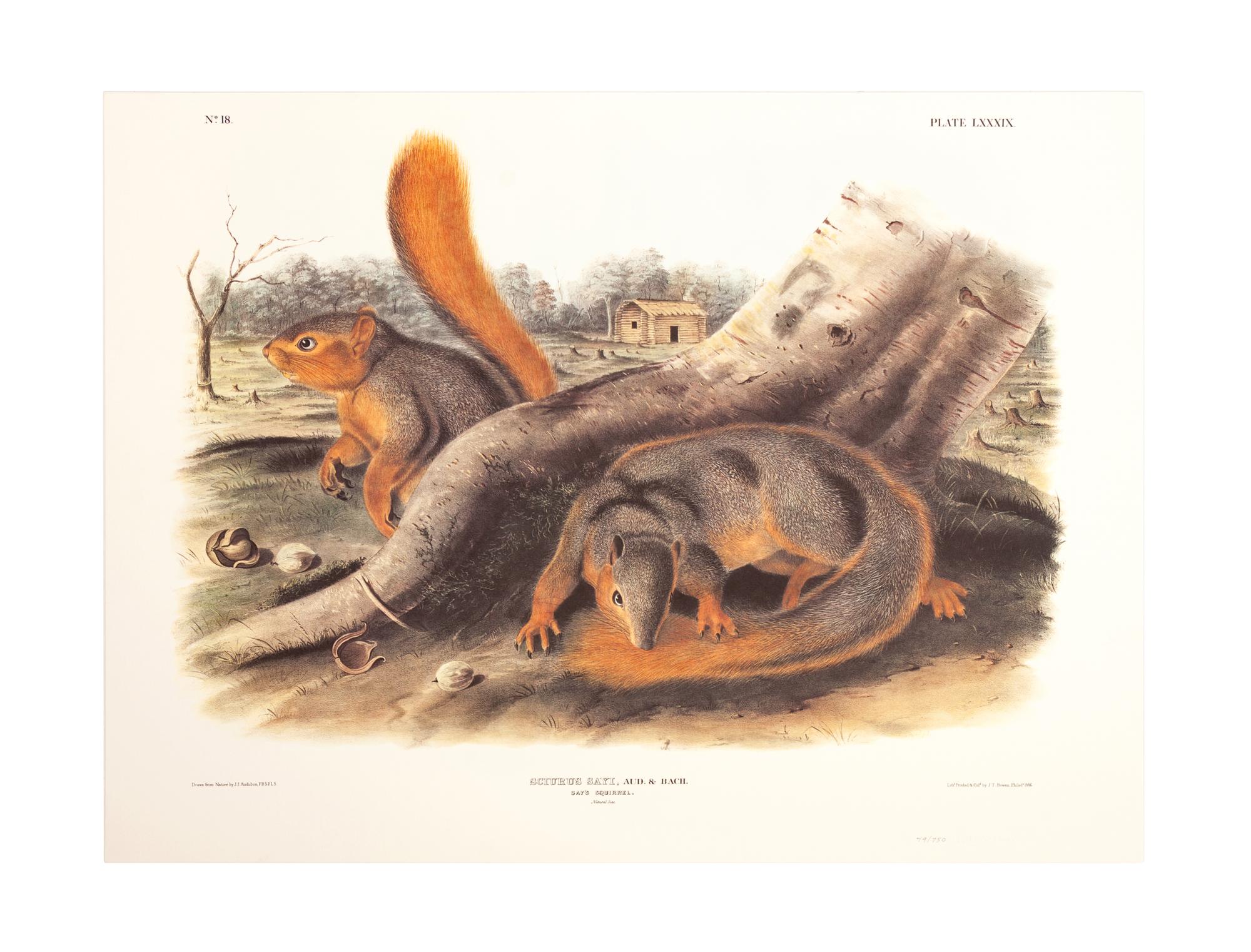 Southart Parkway's Limited Edition Facsimiles from Viviparous Quadrupeds of North America; Set Two: Audubon Mammals of the Southeast