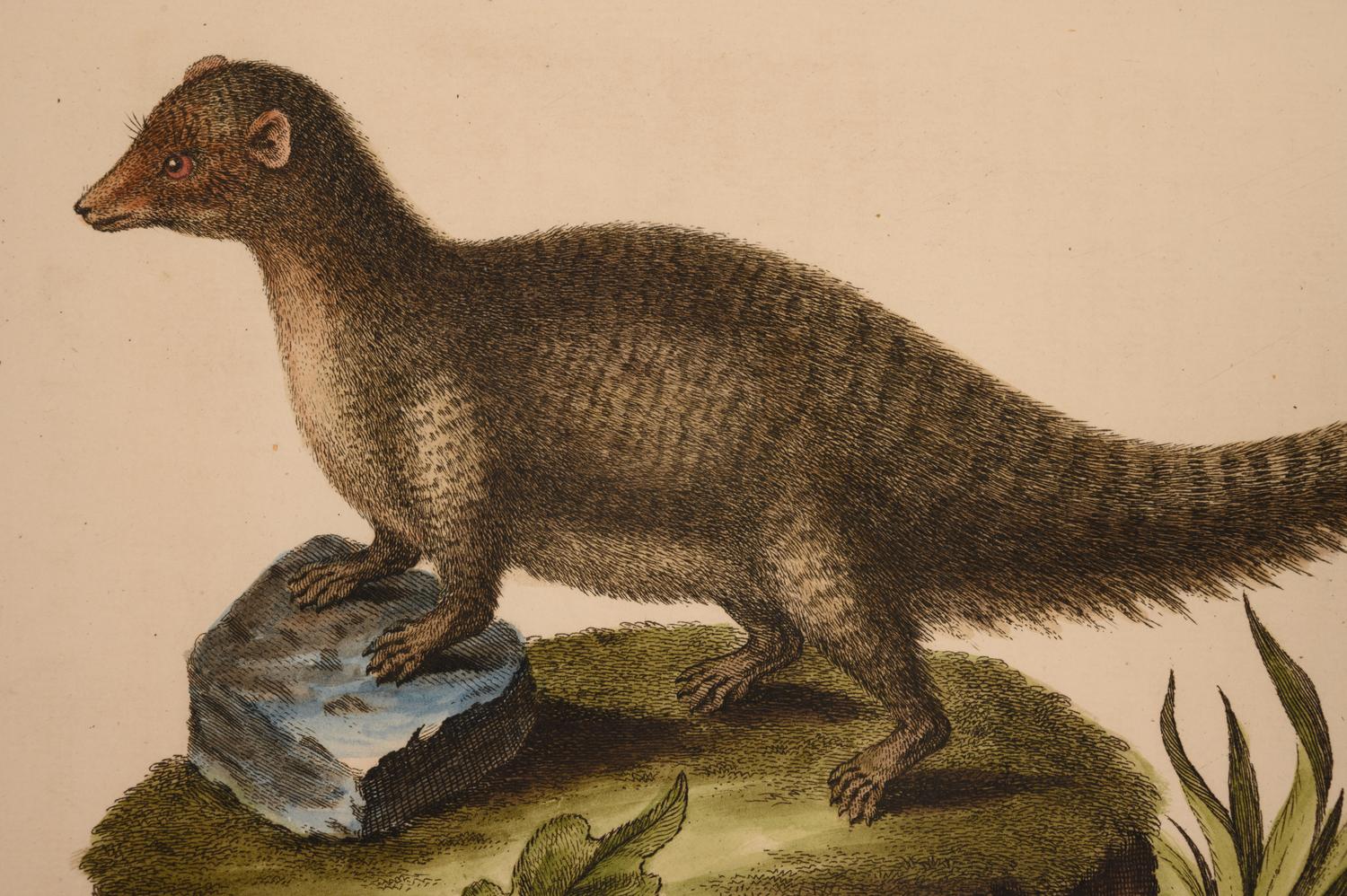 Seven English Hand-Colored Engravings After George Edwards (English, 1694-1773)