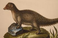 Seven English Hand-Colored Engravings After George Edwards (English, 1694-1773)
