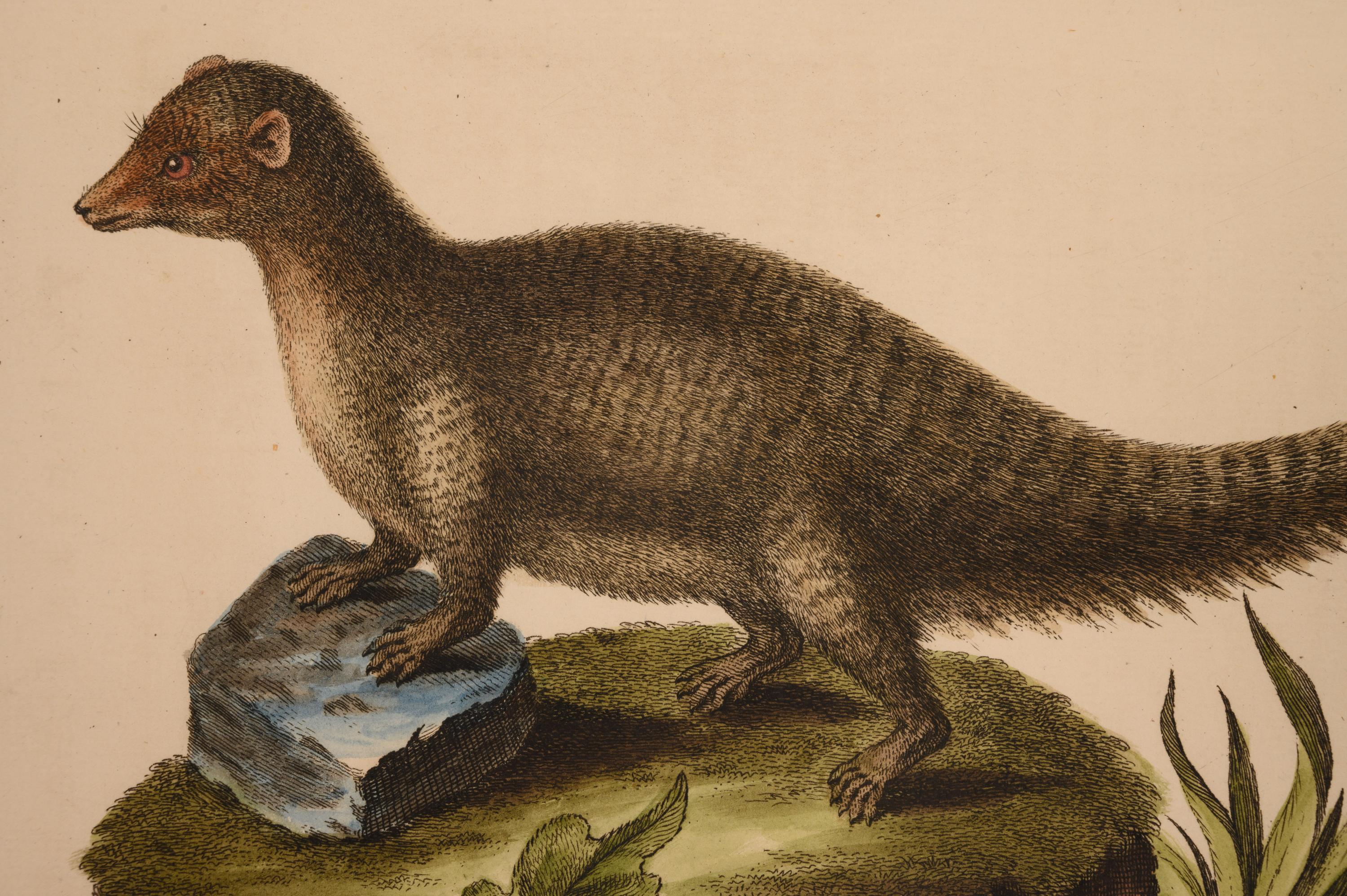 Seven English Hand-Colored Engravings After George Edwards (English, 1694-1773)
