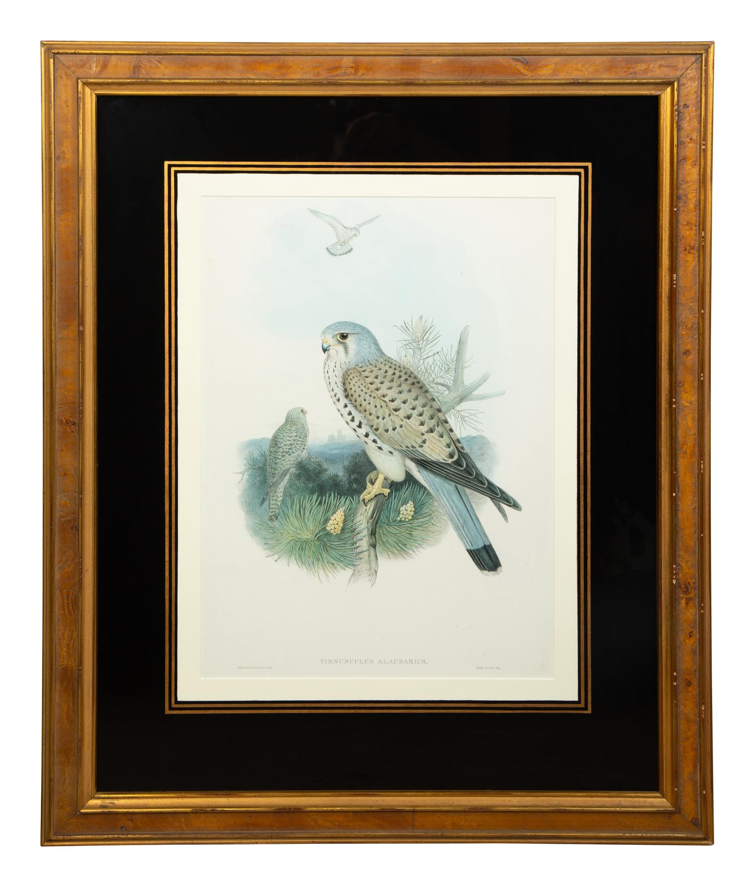 Nine Ornithological Color Lithographs from John Goulds Birds of Great Britain — 19TH CENTURY