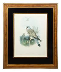 Nine Ornithological Color Lithographs from John Goulds Birds of Great Britain — 19TH CENTURY