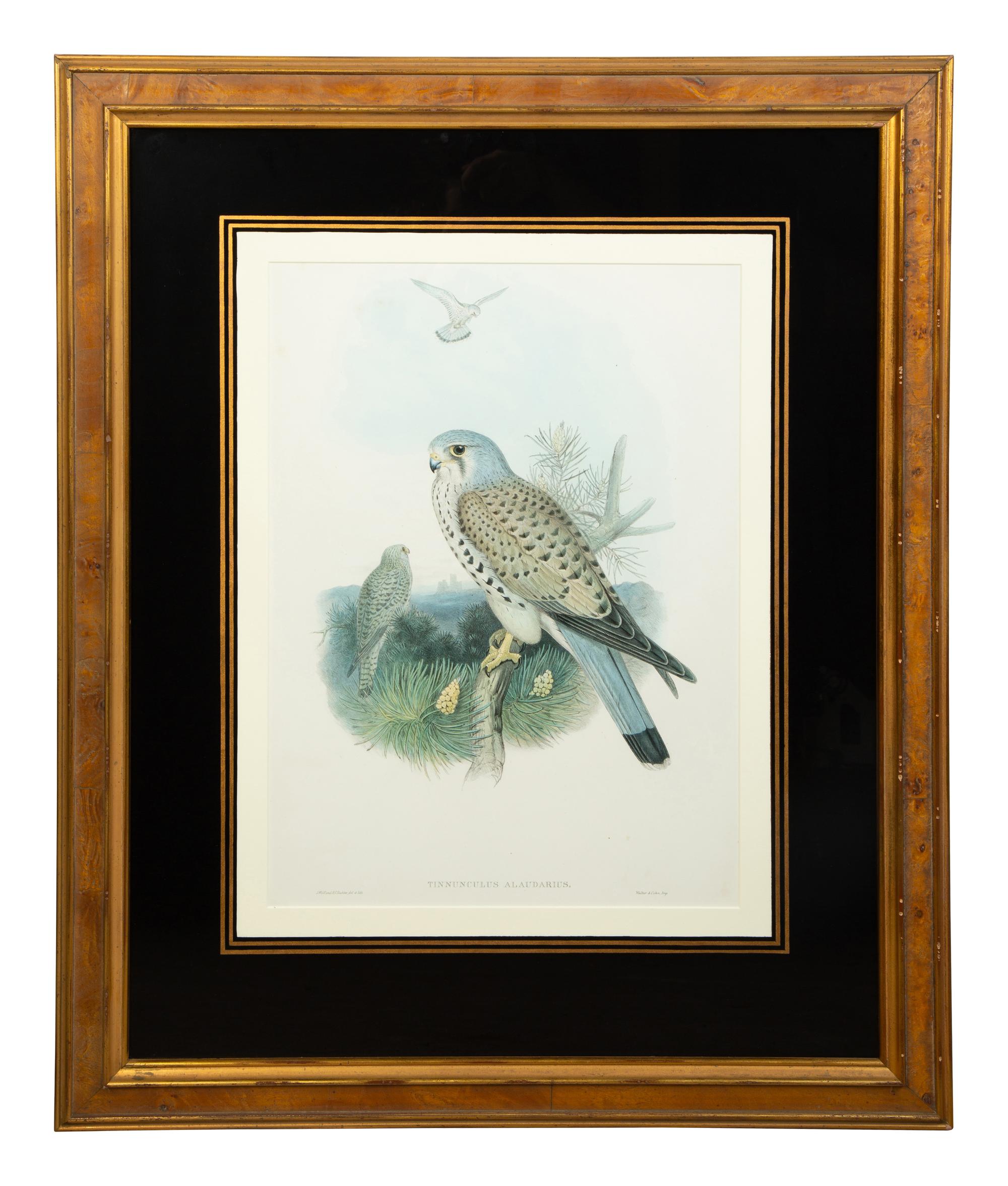 Nine Ornithological Color Lithographs from John Goulds Birds of Great Britain — 19TH CENTURY