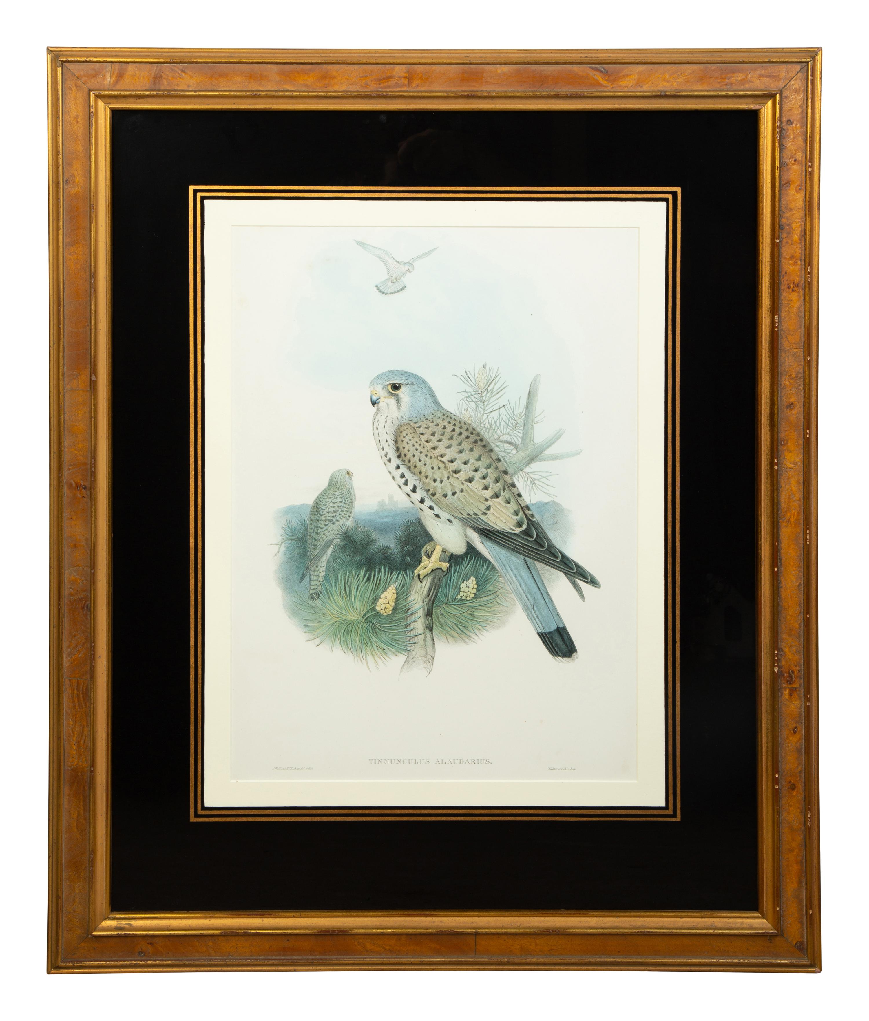 Nine Ornithological Color Lithographs from John Goulds Birds of Great Britain — 19TH CENTURY