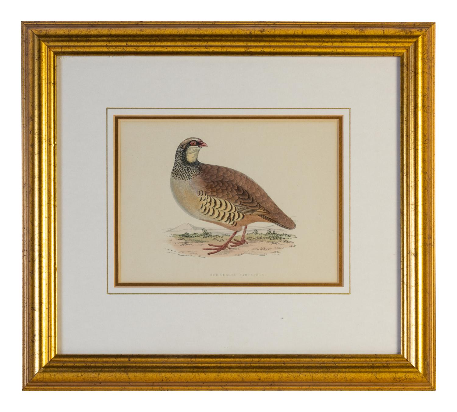 A Group of Twelve Framed Ornithological Prints