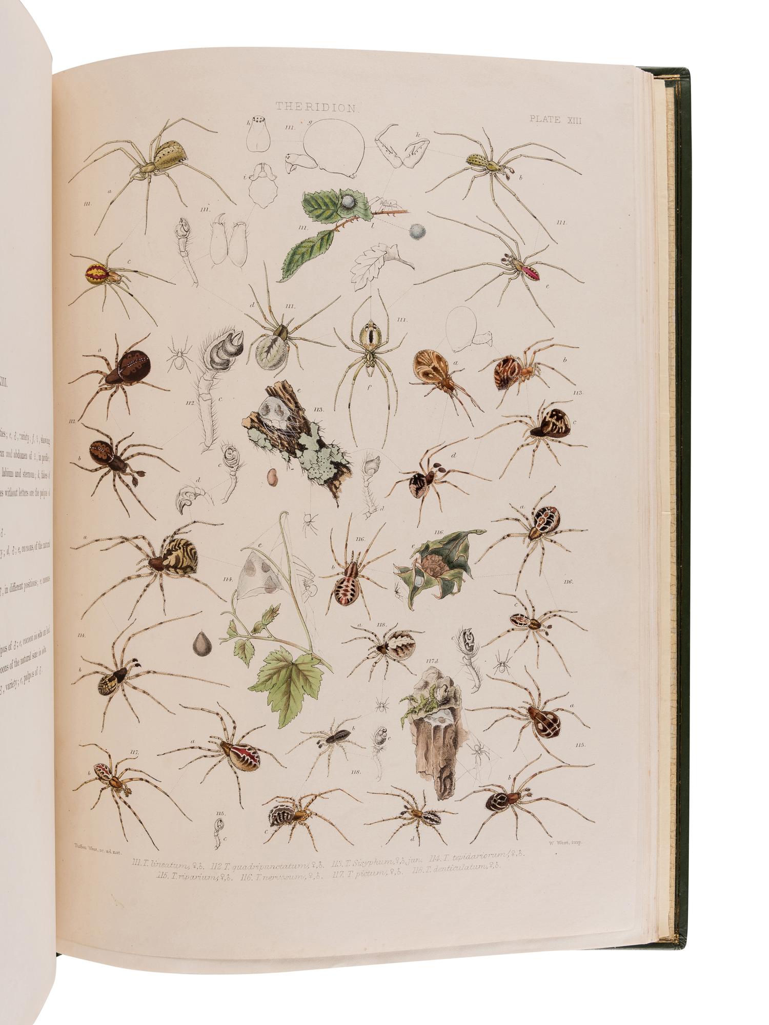 BLACKWALL, John (1790-1881). A History of the Spiders of Great Britain and Ireland . London: Published for the Ray Society by Robert Hardwicke, 1861-1864.