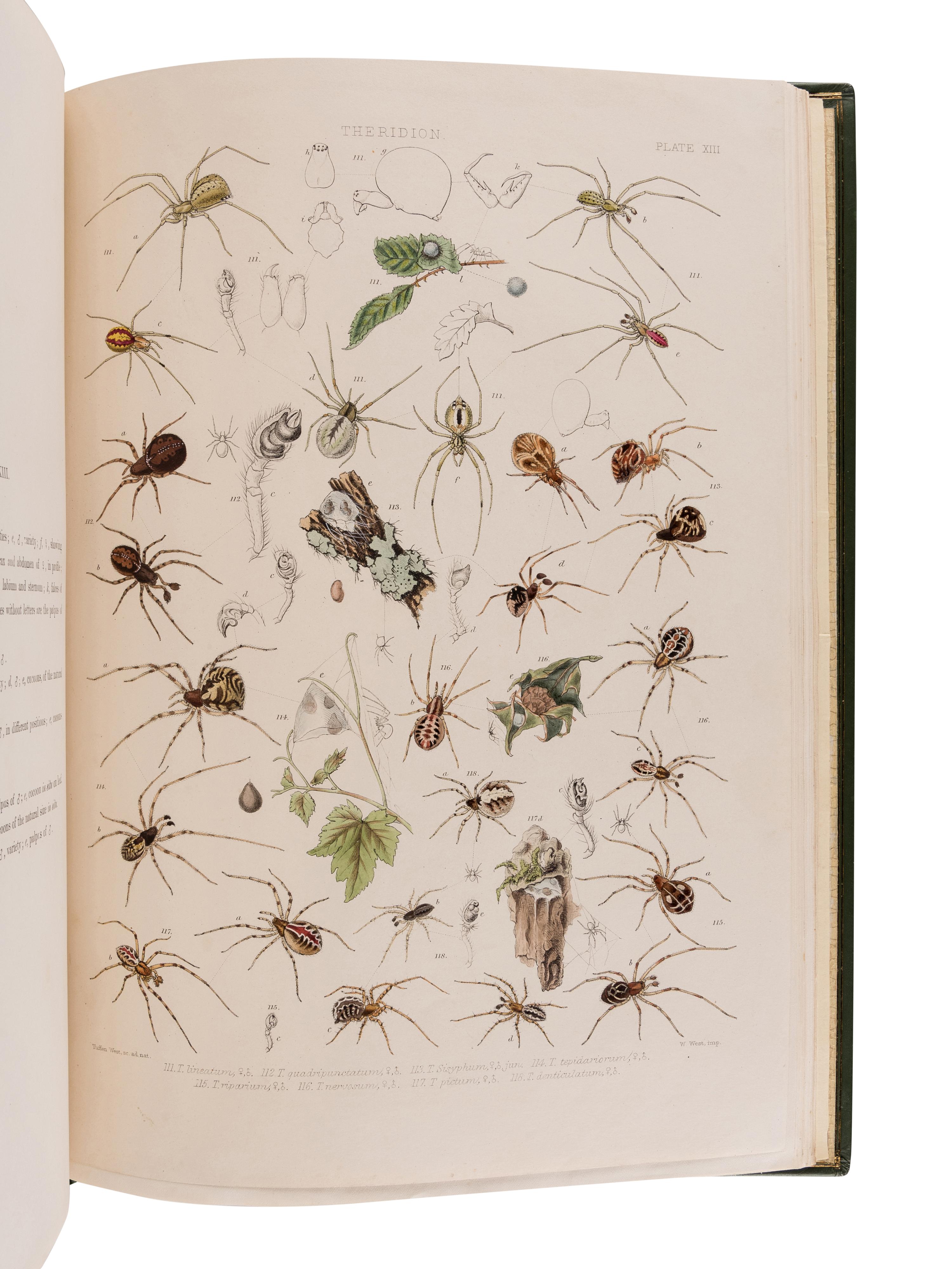 BLACKWALL, John (1790-1881). A History of the Spiders of Great Britain and Ireland . London: Published for the Ray Society by Robert Hardwicke, 1861-1864.