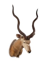 A Shoulder Mount Taxidermy Greater Kudu