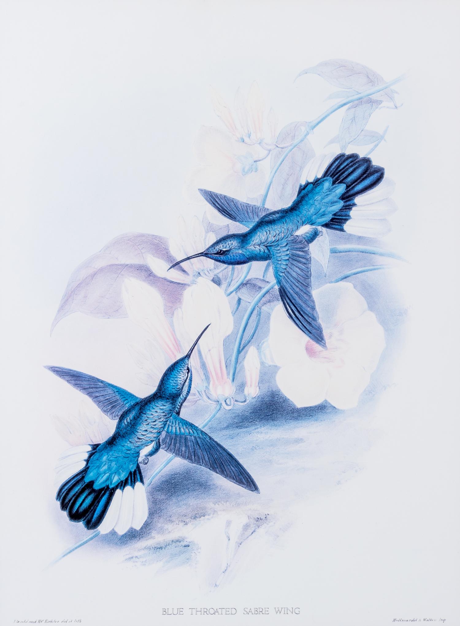 GOULD, JOHN. Four lithographs from Monograph of the Trochilidae, or Family of Humming-birds.