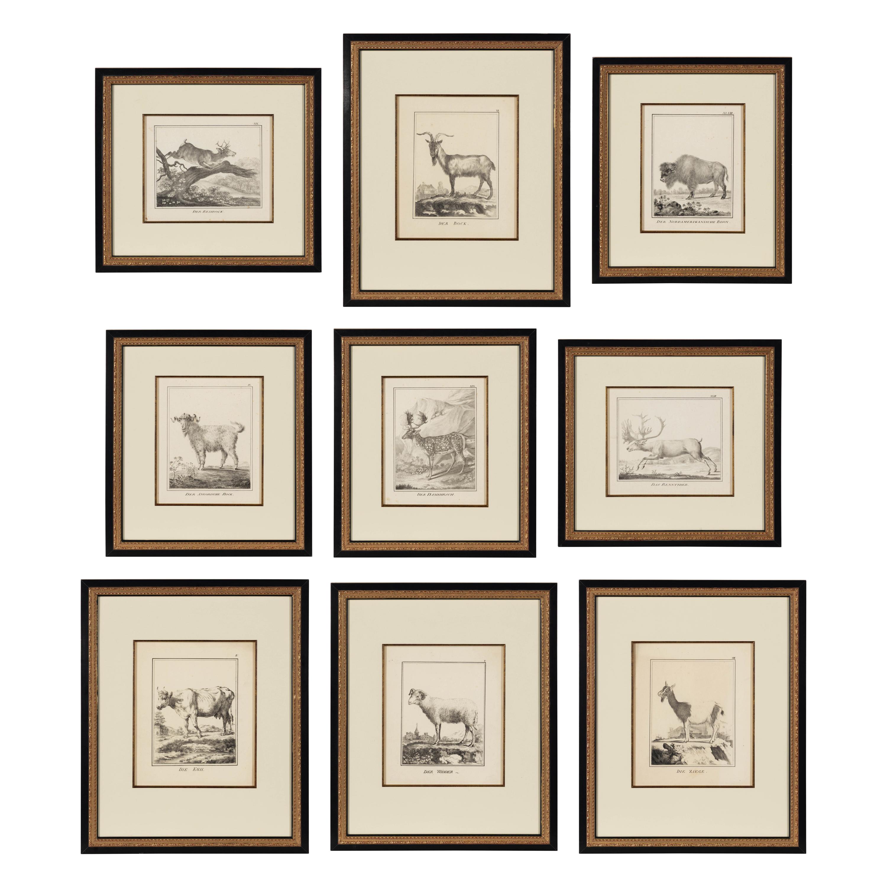 A Set of Nine Framed German Zoological Engravings