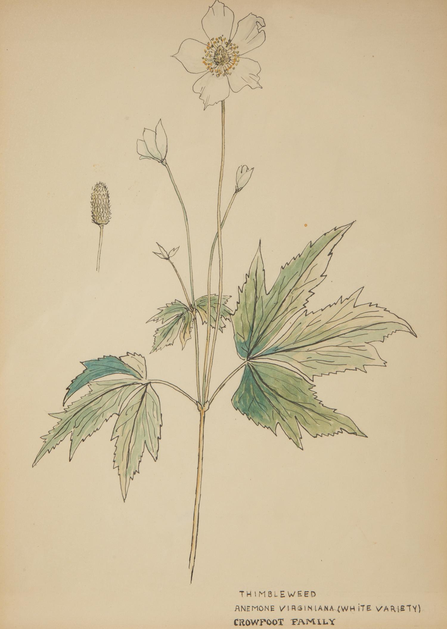Eighteen Botanical Watercolors