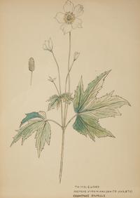 Eighteen Botanical Watercolors