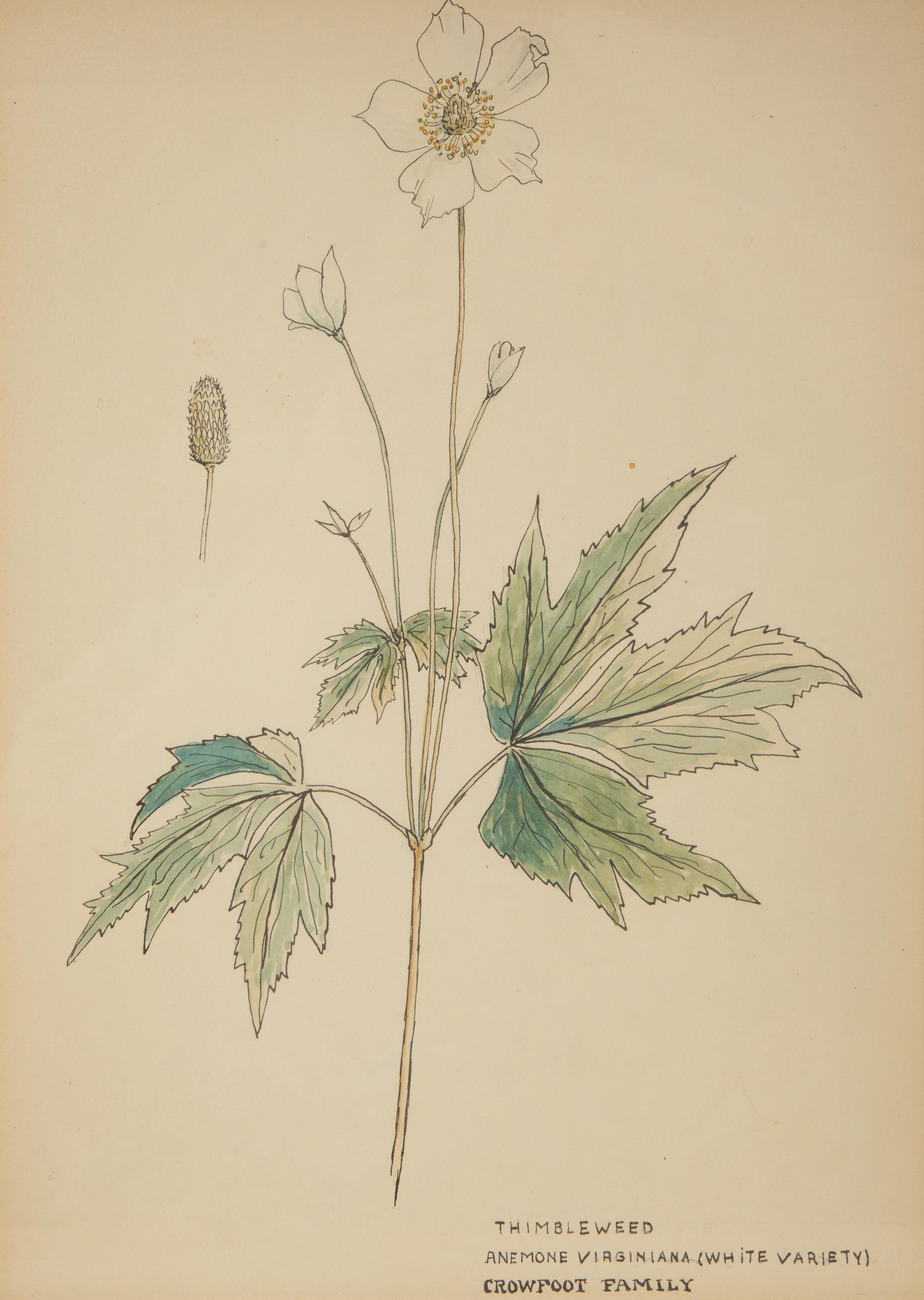 Eighteen Botanical Watercolors
