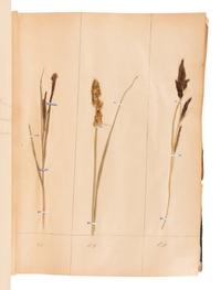[SPECIMEN ALBUM - HERBARIUM]. DUPOUX, Jacques. "Cahier de Botanique a Dupoux Jacques." Collected 1895-1896.