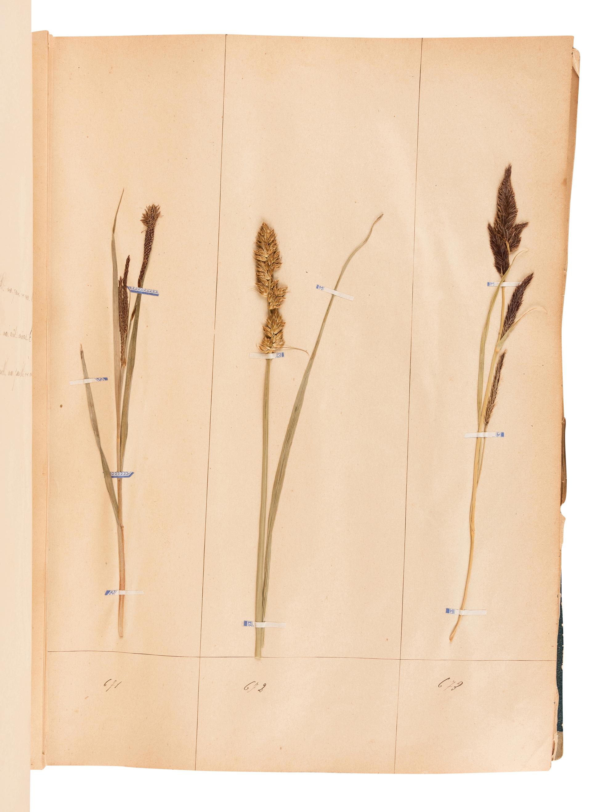 [SPECIMEN ALBUM - HERBARIUM]. DUPOUX, Jacques. "Cahier de Botanique a Dupoux Jacques." Collected 1895-1896.