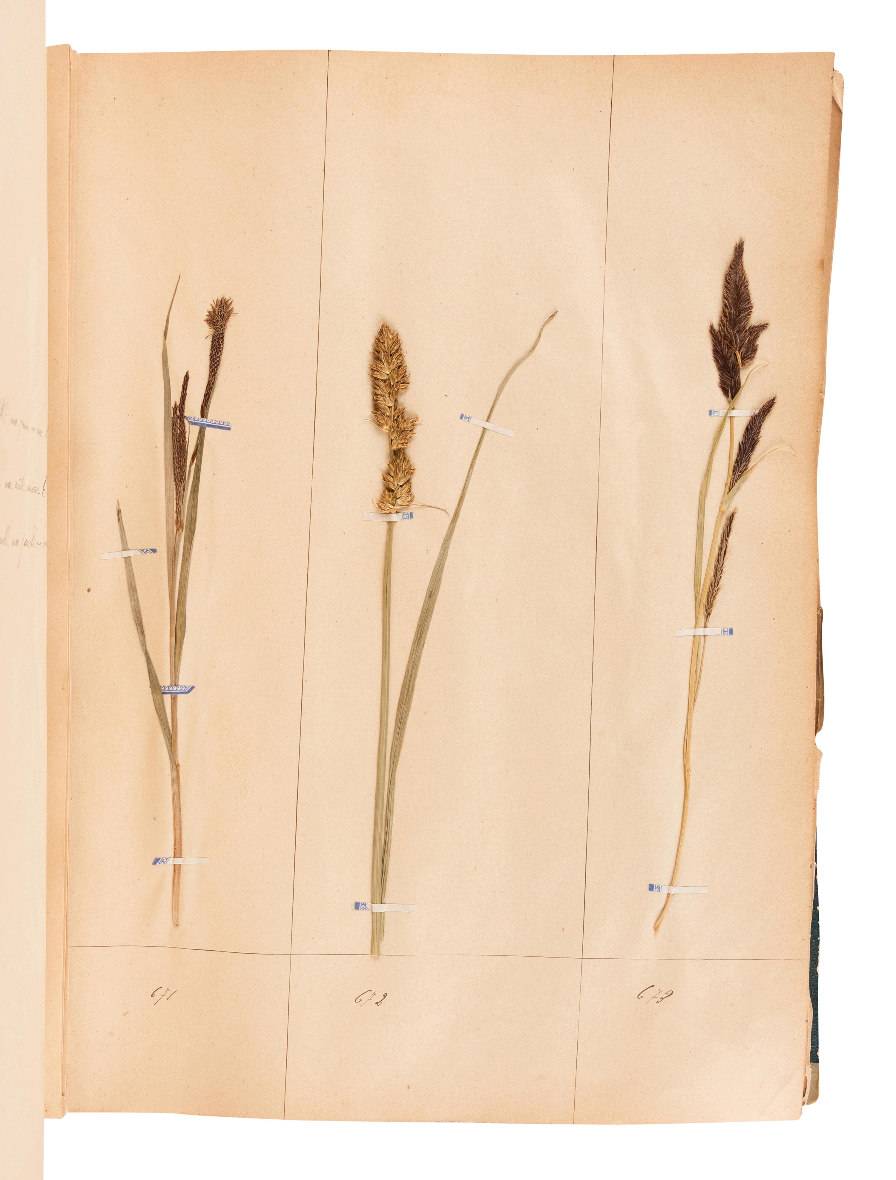 [SPECIMEN ALBUM - HERBARIUM]. DUPOUX, Jacques. "Cahier de Botanique a Dupoux Jacques." Collected 1895-1896.
