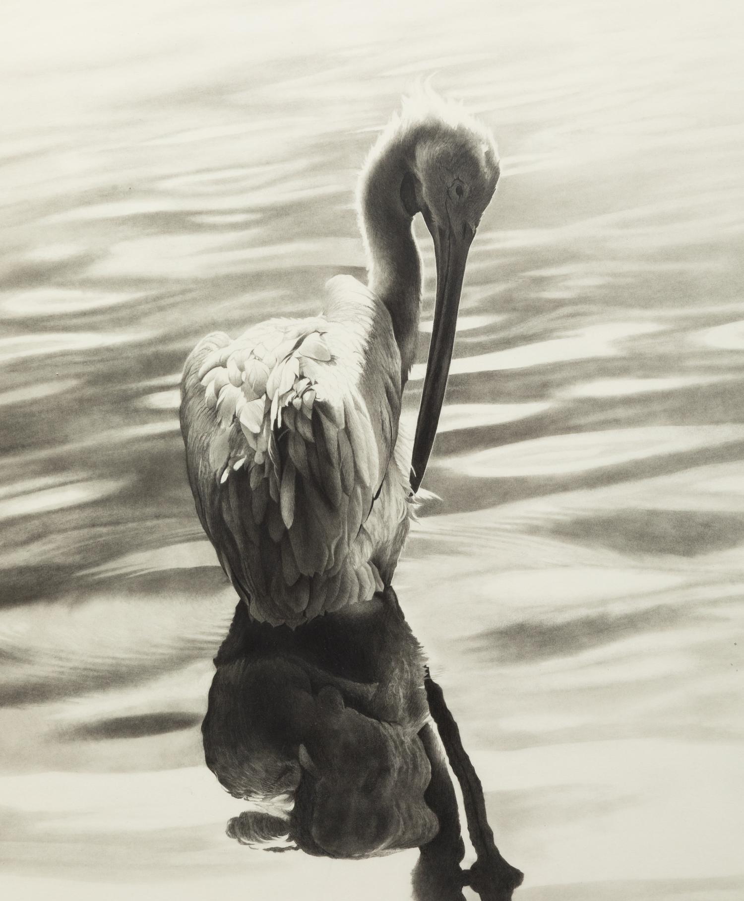 White Pelican
