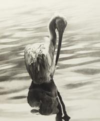 White Pelican