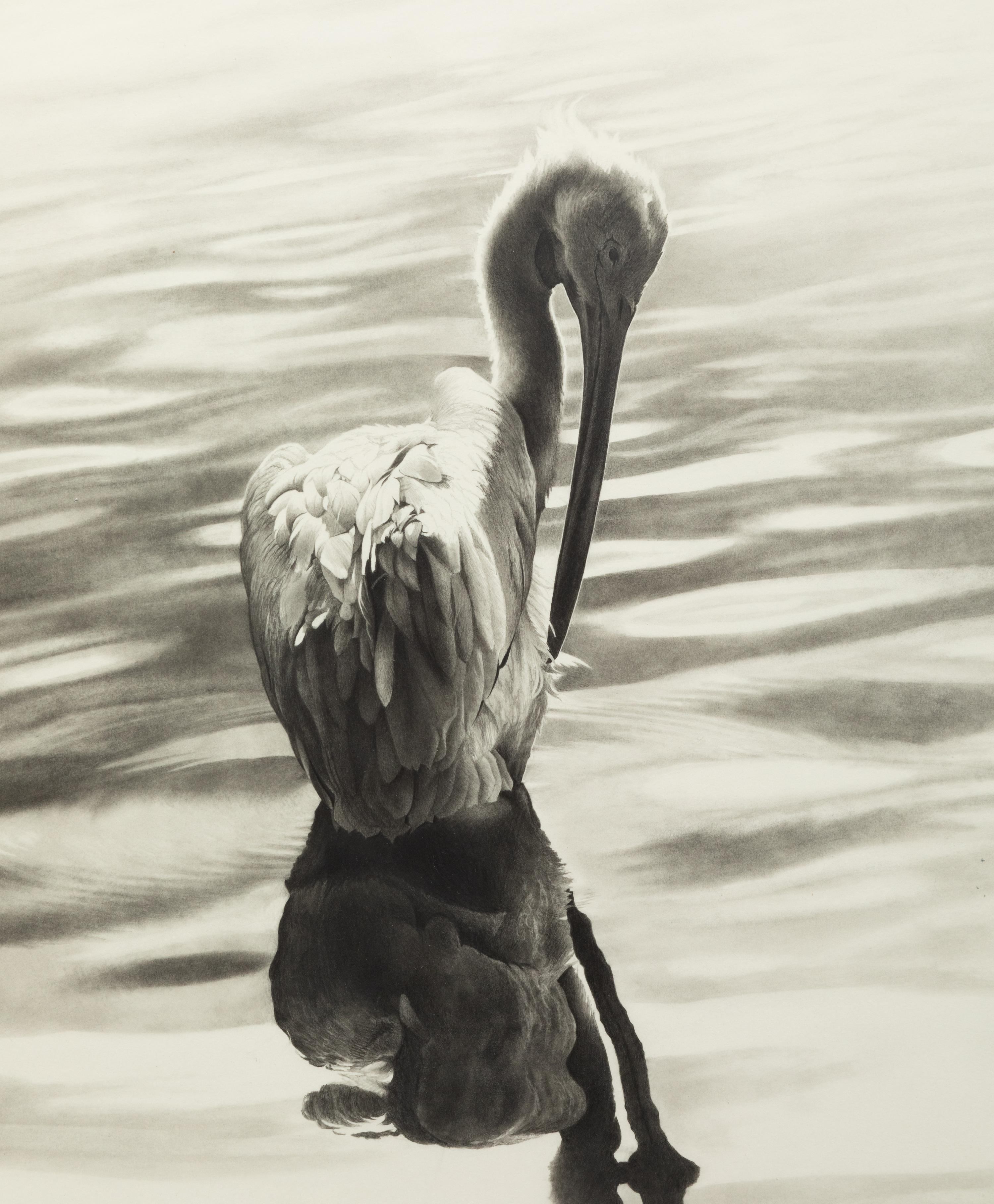 White Pelican