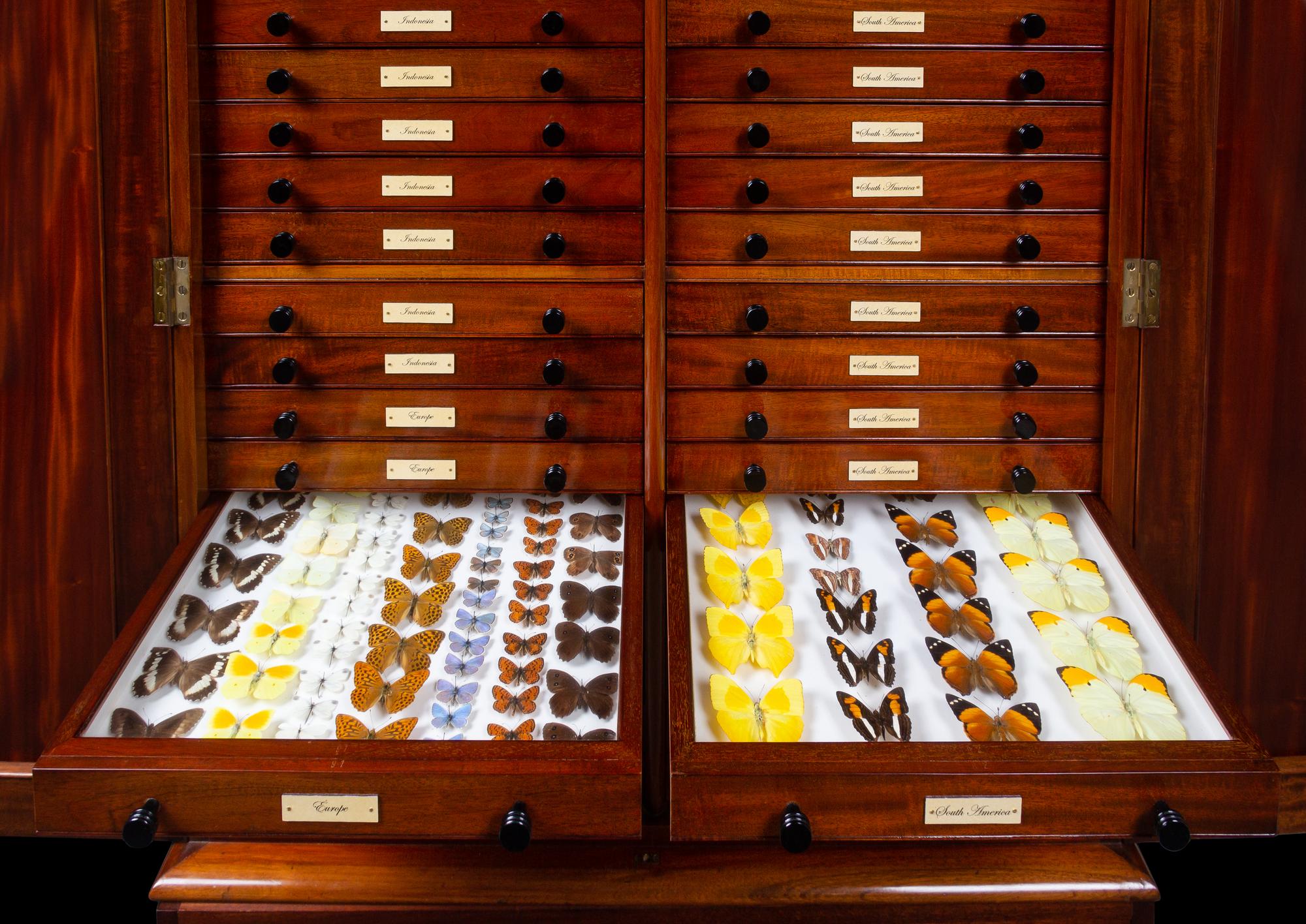 An English Mahogany and Marquetry Butterfly Collector's Cabinet with a Collection of Specimens