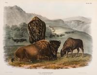 John James Audubon (American, 1785-1851)