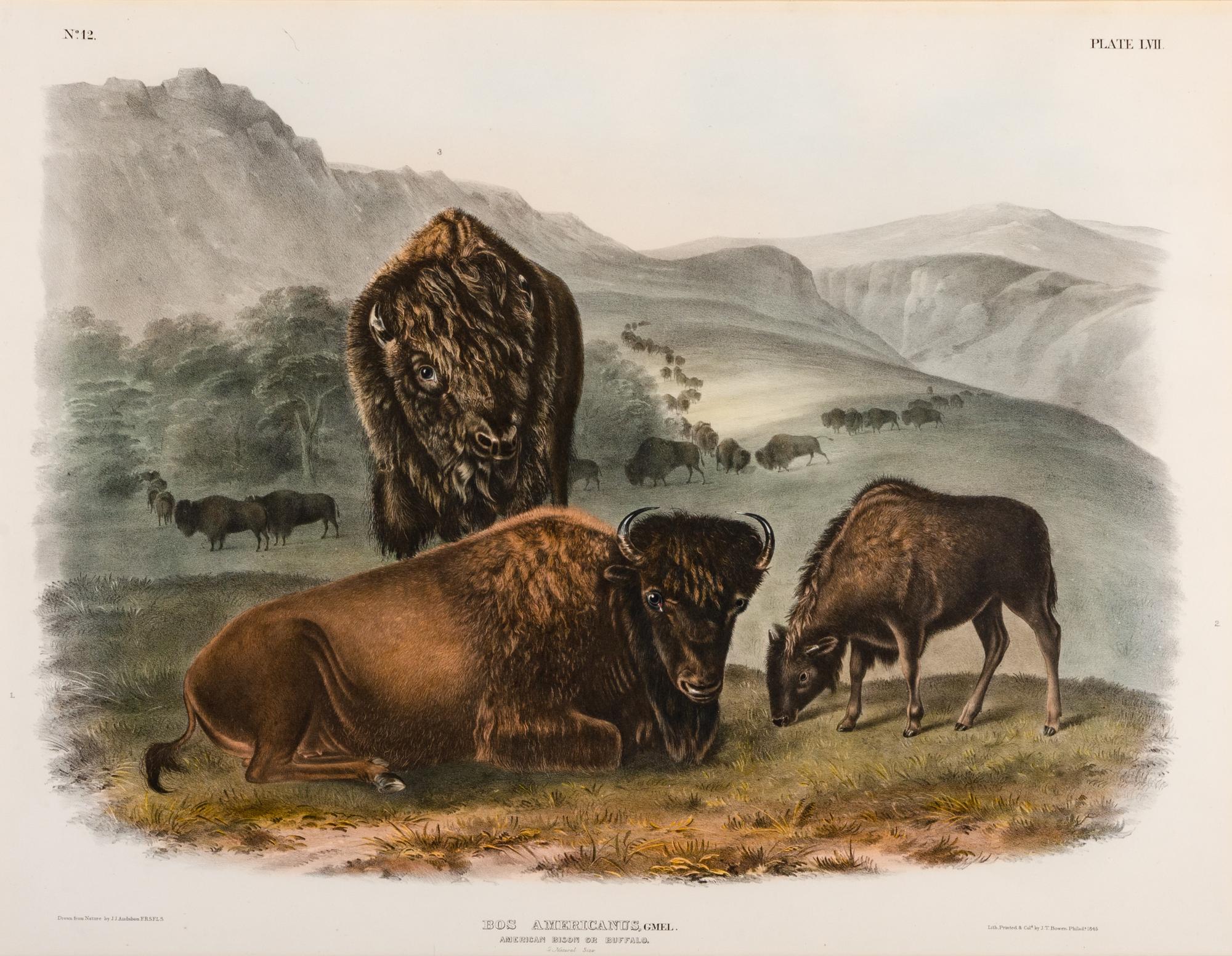 John James Audubon (American, 1785-1851)