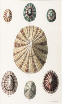 Thirteen Hand-Colored Shell Engravings
