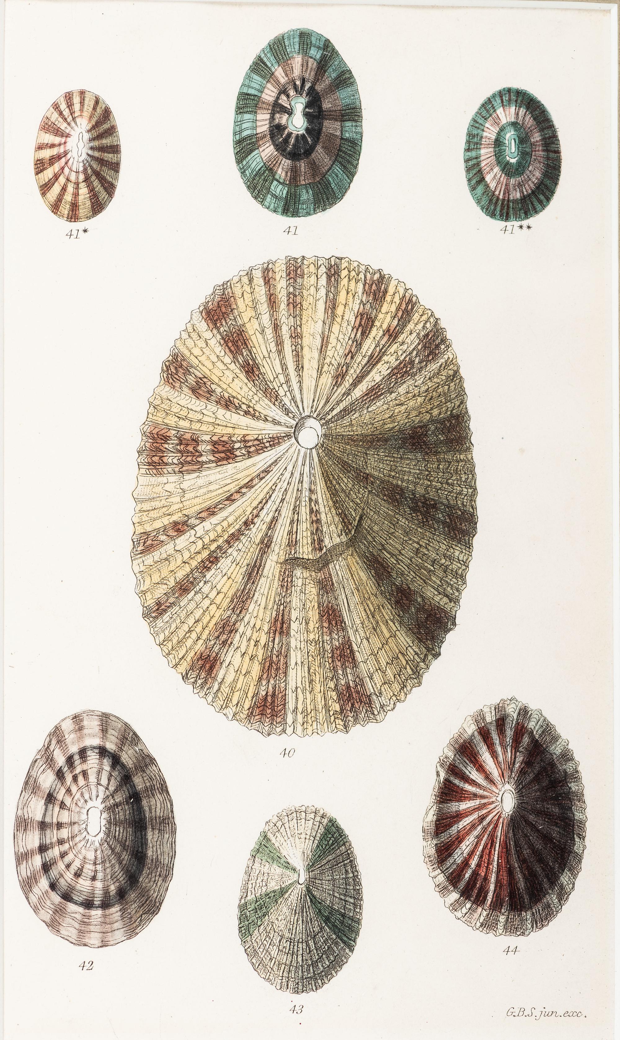Thirteen Hand-Colored Shell Engravings