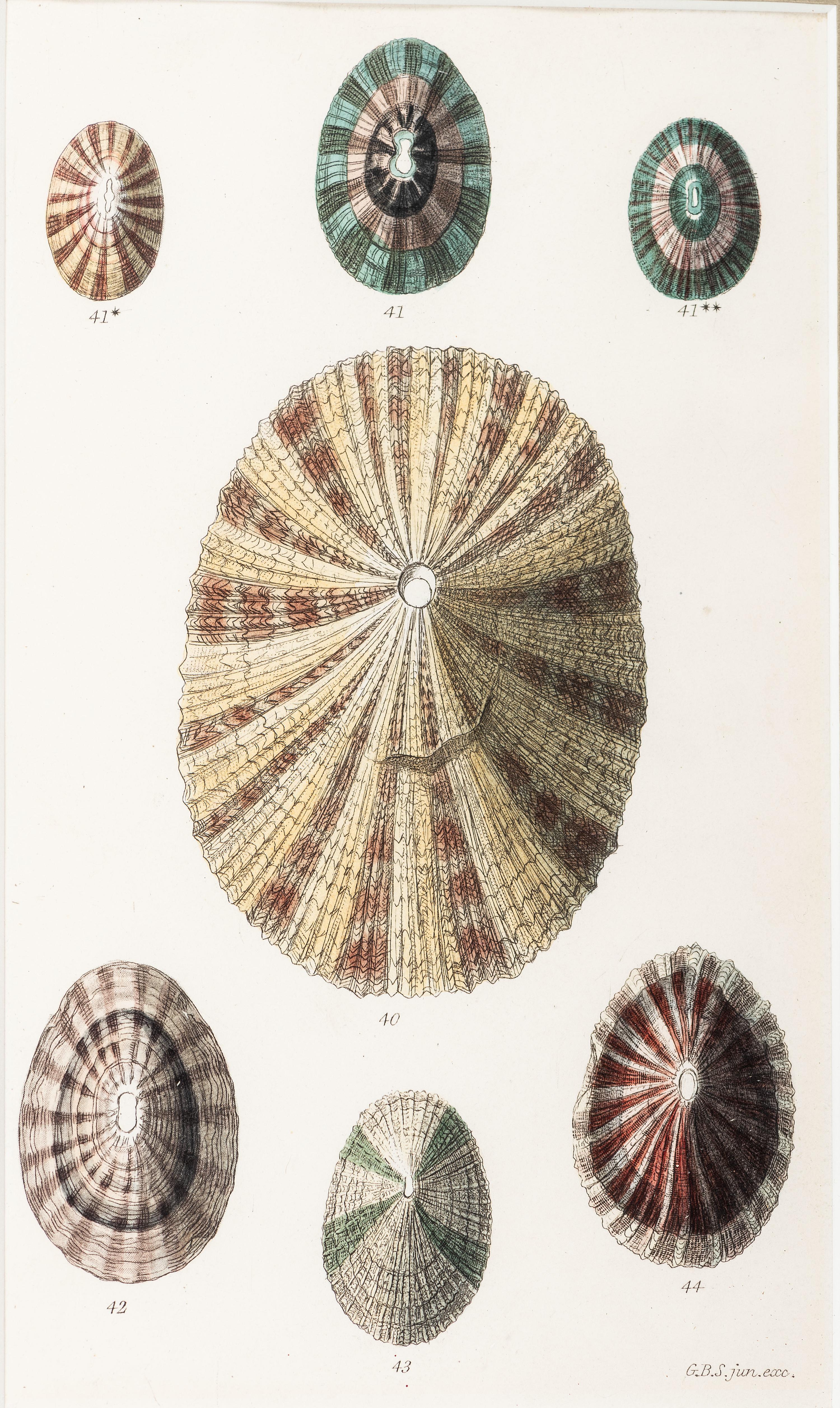 Thirteen Hand-Colored Shell Engravings