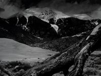 Fallen Pine, Mount Blanca, The Great Dunes of Colorado