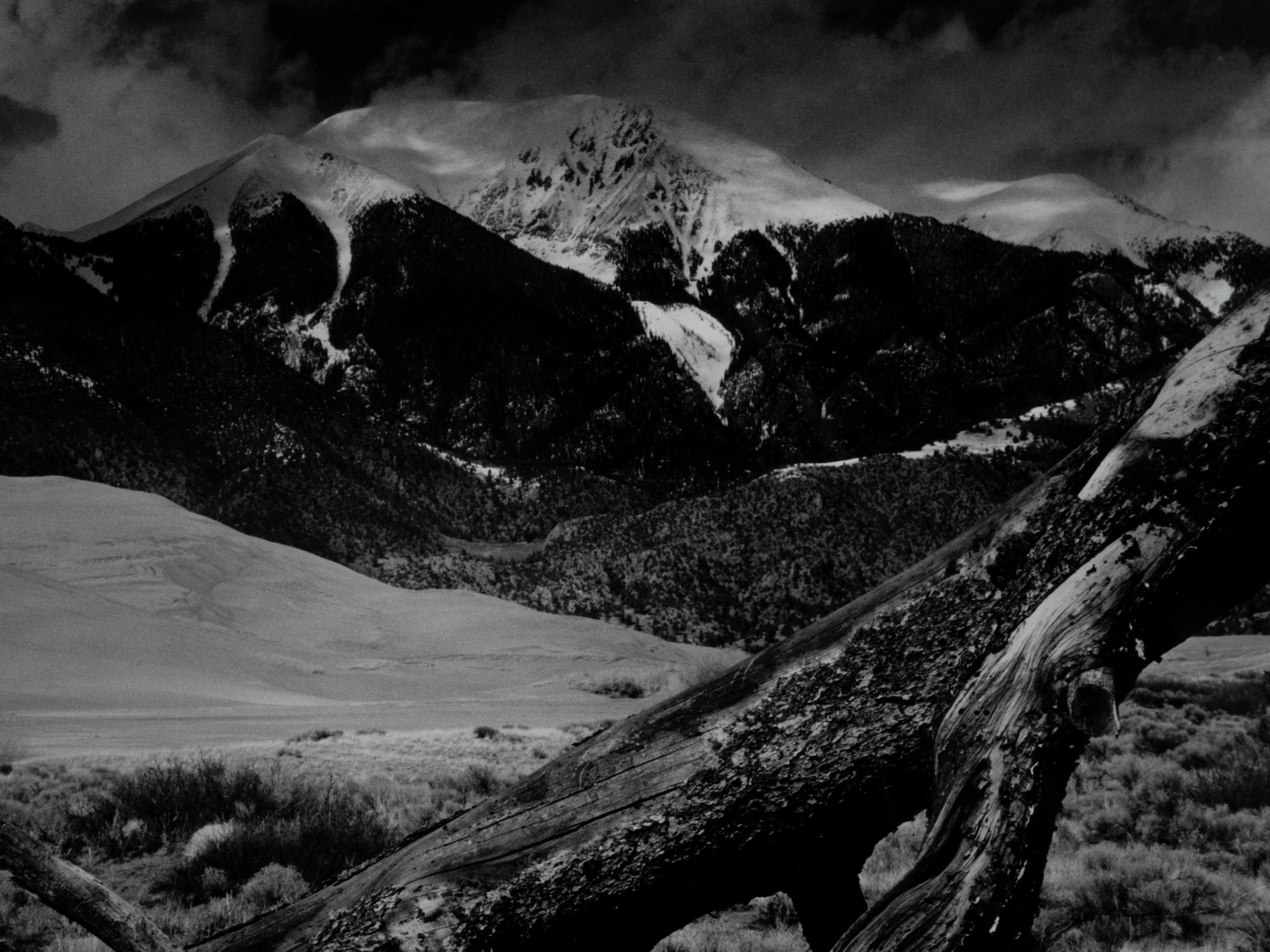 Fallen Pine, Mount Blanca, The Great Dunes of Colorado
