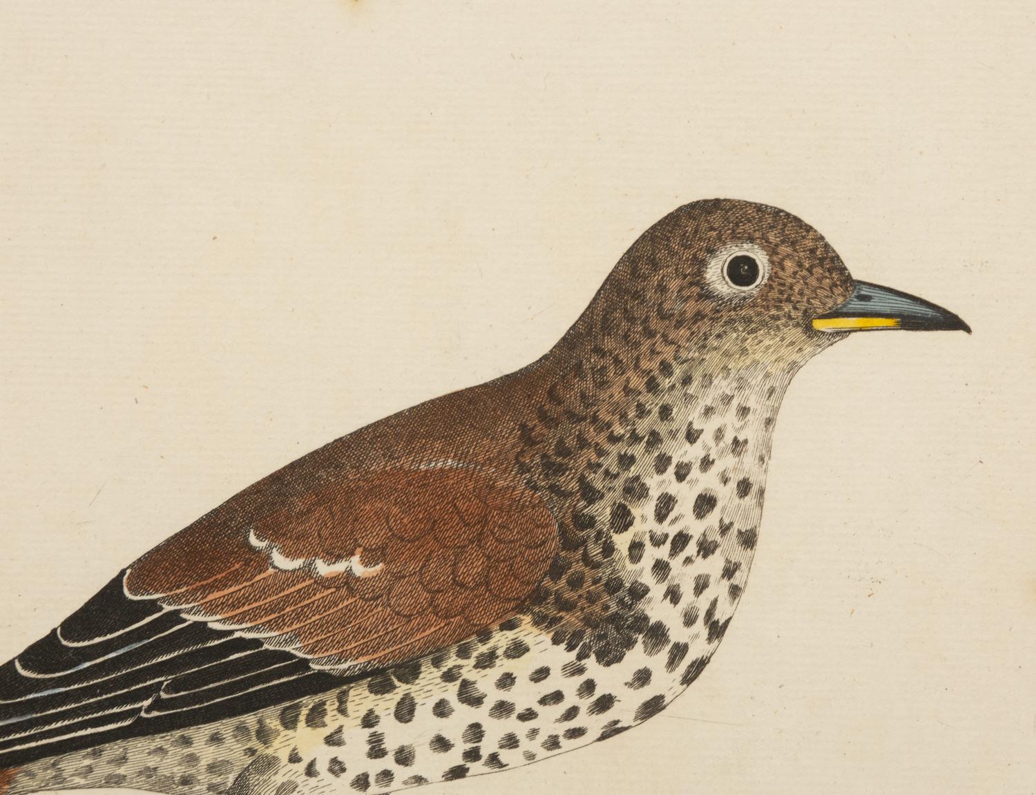A Pair of Hand Colored Ornithological Engravings